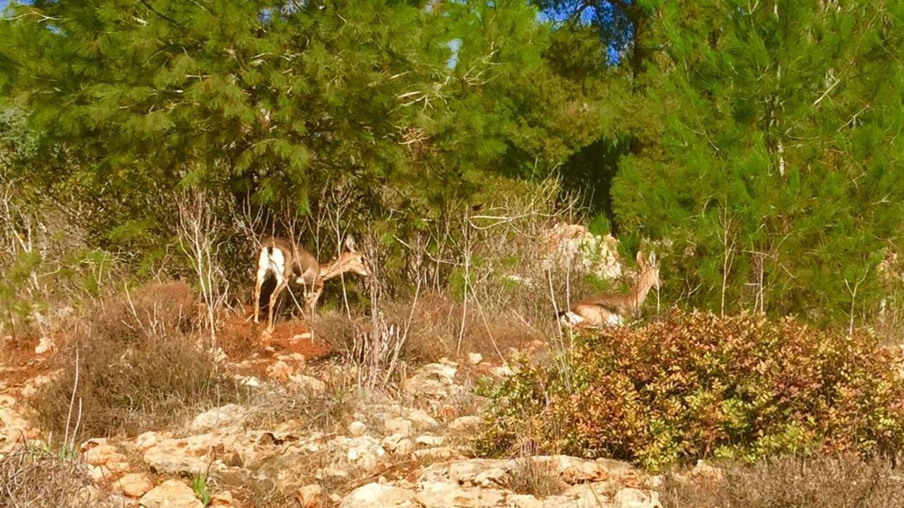 Tur Sinai Organic Farm Resort Jerusalém Quarto foto
